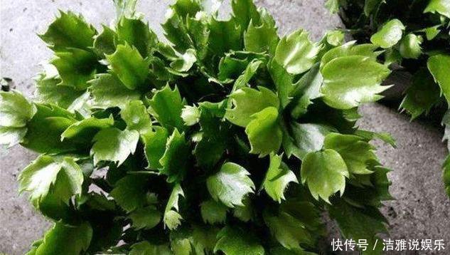 扦插蟹爪兰,掐准“时间点”,根系嗖嗖窜,养出“杠杠厚”好叶片