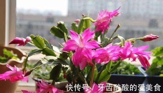 客厅卧室养2种绿植，观赏性高，夜晚释放氧气，睡眠好