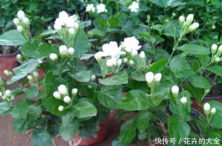 适合庭院养的4种花，颜值高，开花多，花香四溢