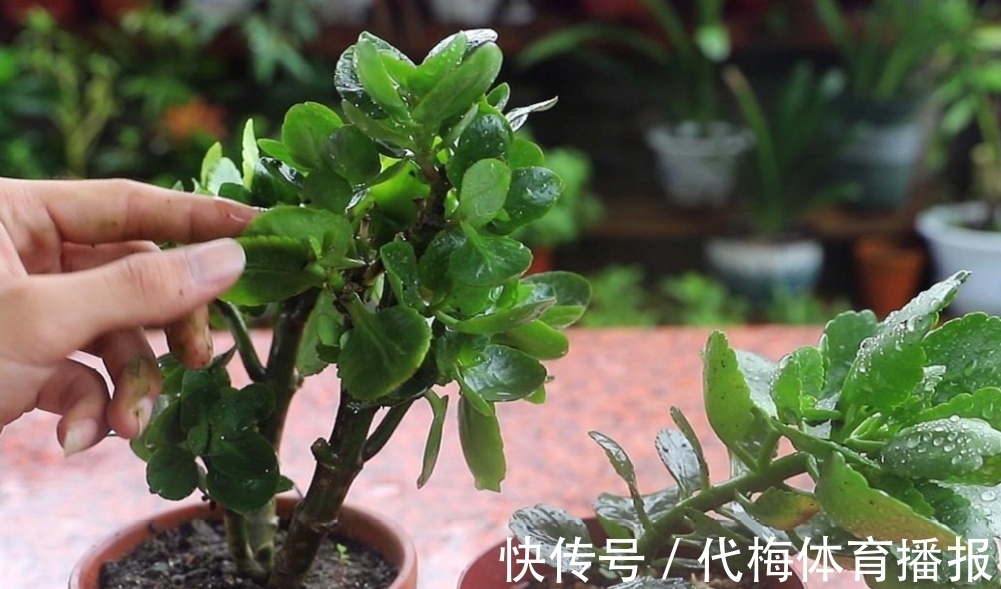 长寿花马上要长花芽,它有“3怕2喜”,做错了影响孕蕾开花
