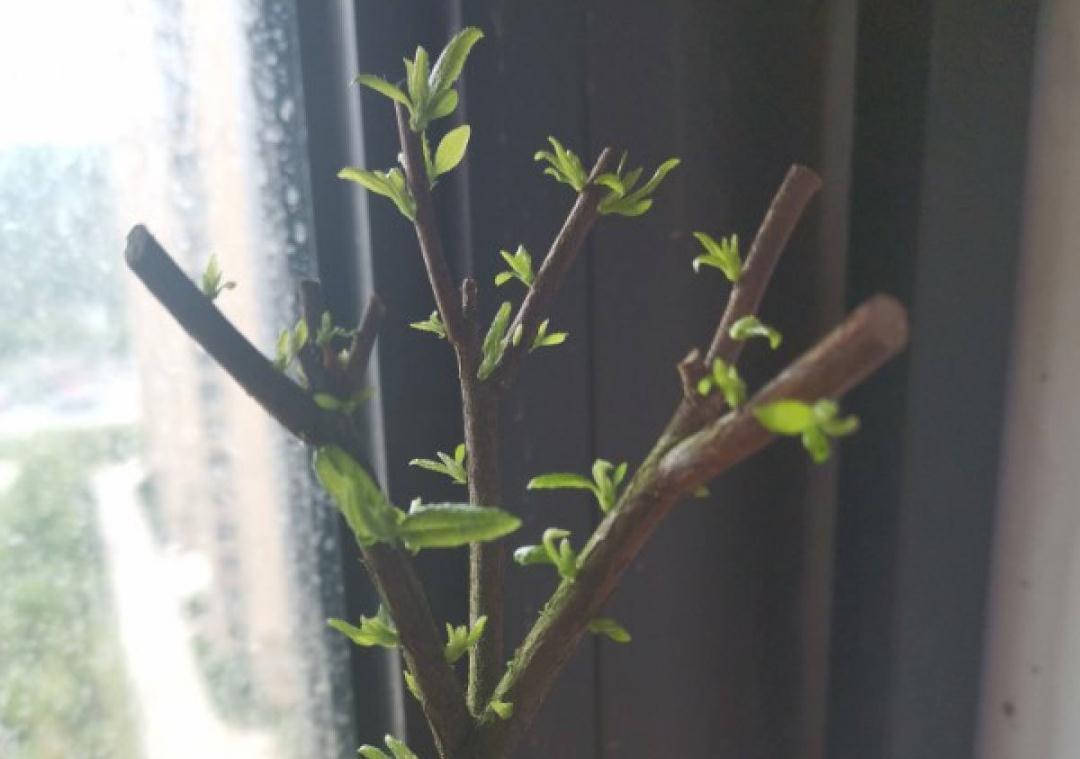花成了光杆司令，剪一刀撒点药，很快冒新芽