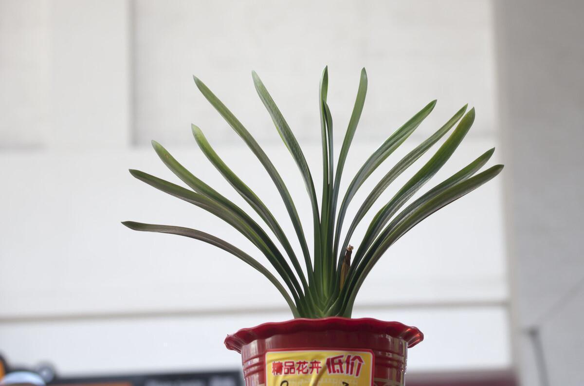 浇水|家养君子兰最简单的配土、施肥方法,不会烂根、好养