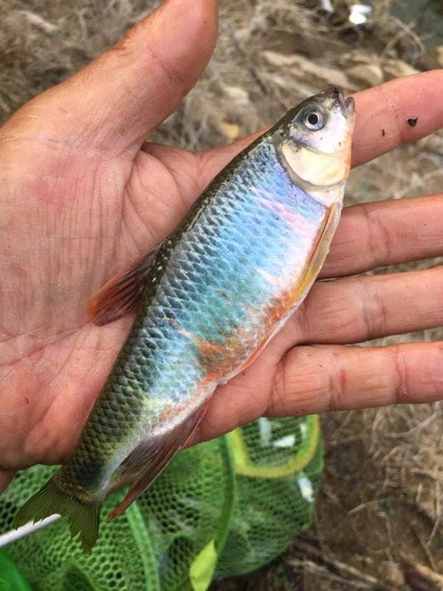 钓到鱼不认识钓友常问的几十种鱼盘点,老钓友都不超过5种