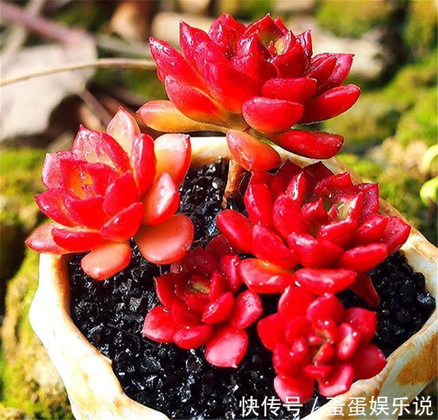 多肉中的“火焰新娘”，易成老桩爱爆盆，鲜红又明亮，度夏无难度