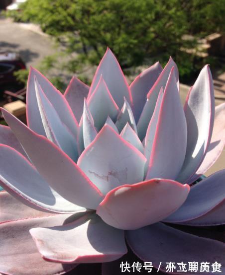 碧玉环|3款高颜值多肉,大部分人都后悔入手,图片好看,养起来很坑