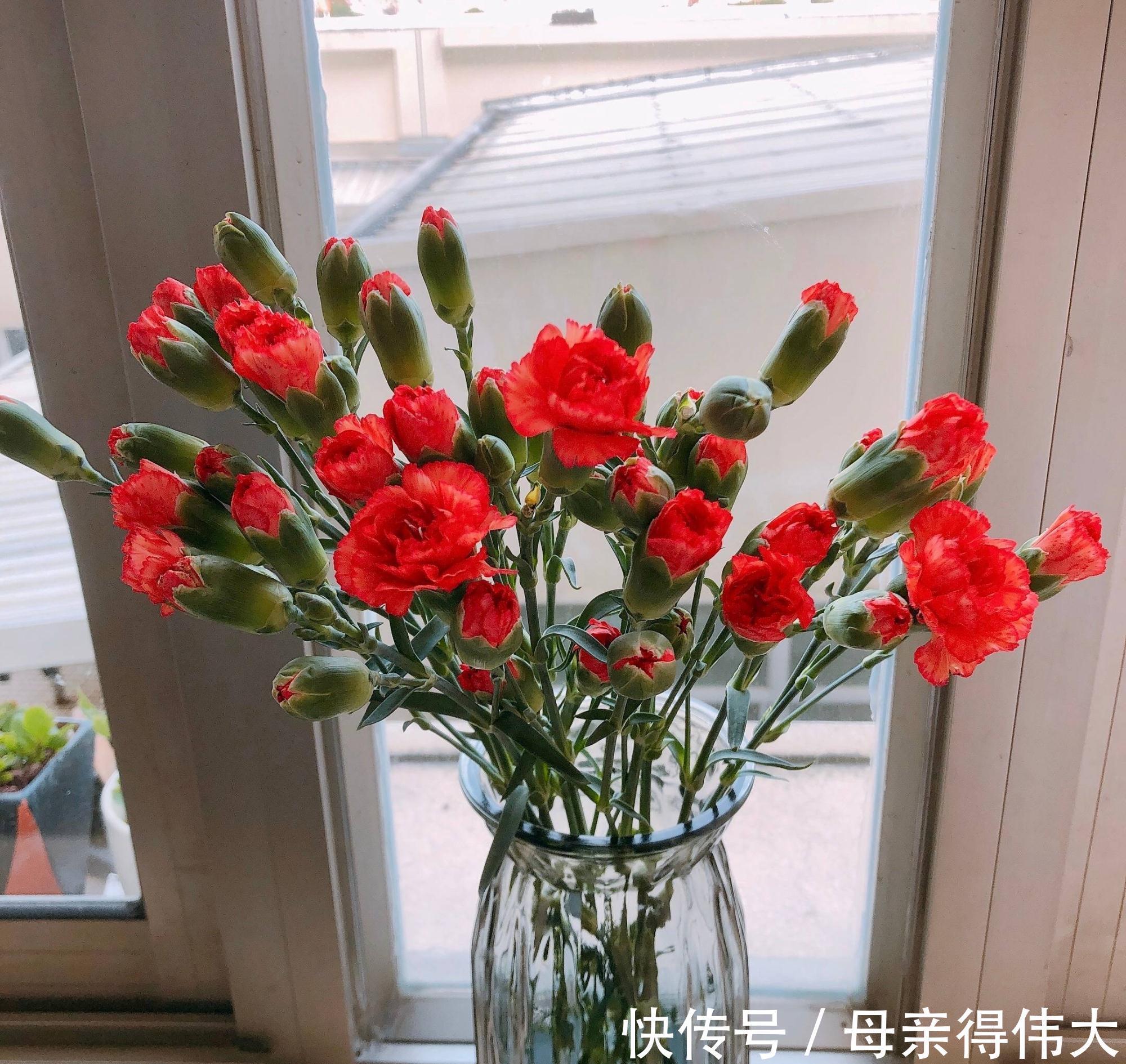 养护|花量好大的一种花,养护简单,耐寒耐热,轻松开出百朵花