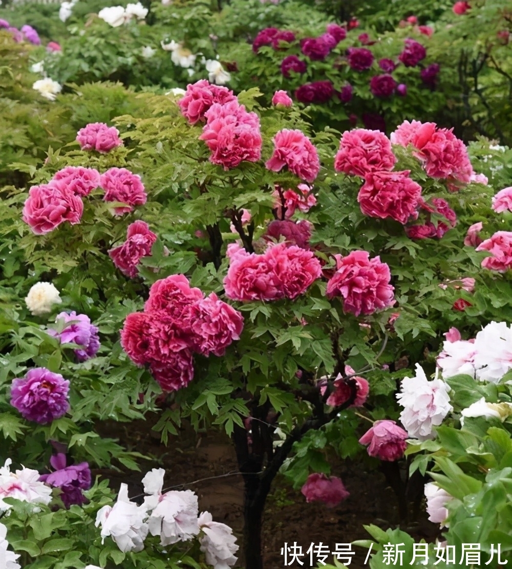 乌龟|4种“富贵花”能活一百年，家里养一盆，留给下一代，越来越值钱