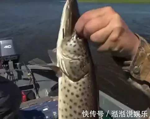 鳄雀鳝|男子钓鱼钓到绿色奇葩怪鱼, 细看鱼嘴后放生!