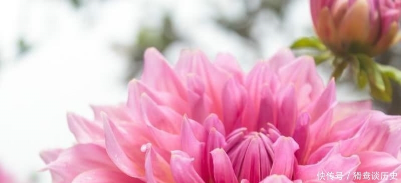 败笔|李清照的这首《残花》,被很多认为是败笔,虽然有瑕疵但同样经典