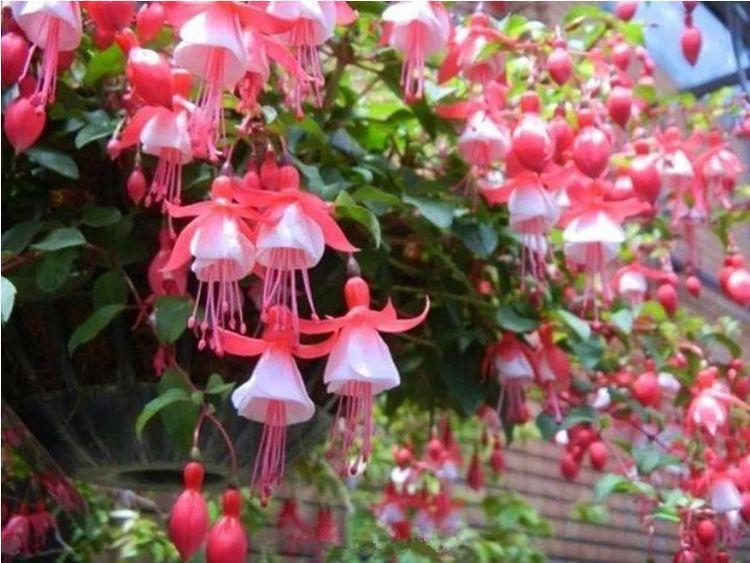 4种花超好养,花朵漂亮,花期长,四季繁花似锦,美