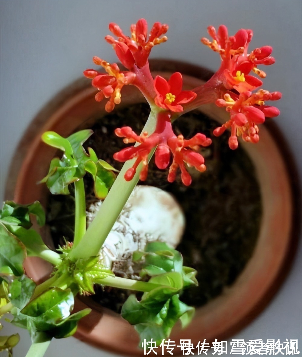 养这几种花太省事了，放在阳台晒太阳，少浇水还能开花