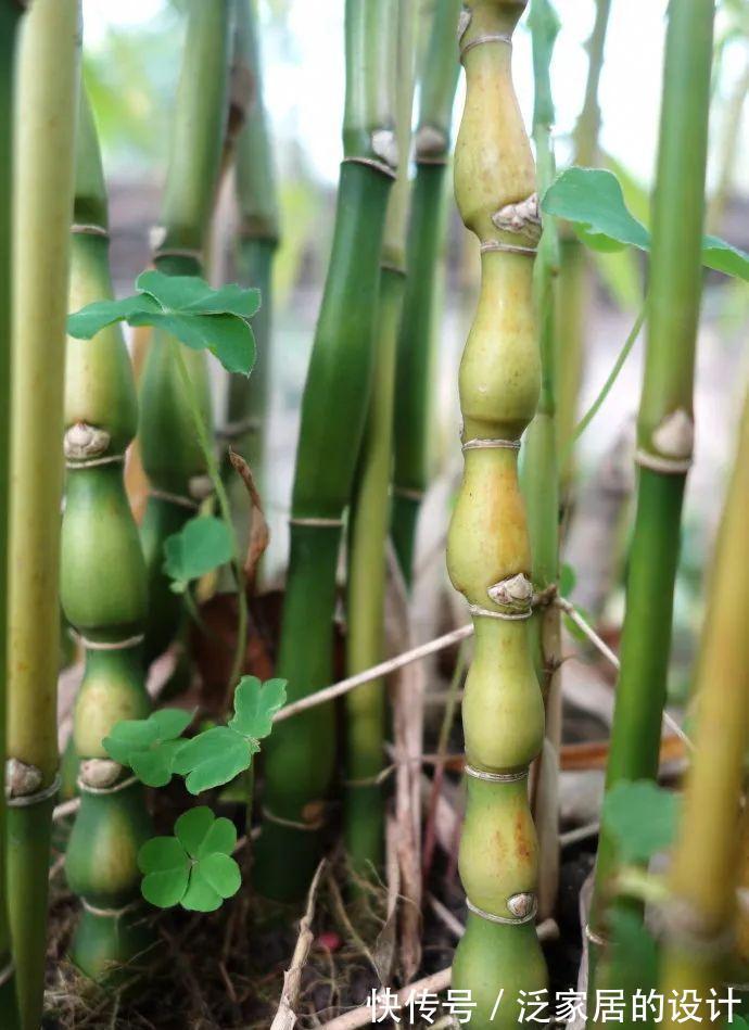 这“胖竹子”真奇特,既有竹的风骨与品格,还胖起来真好看!