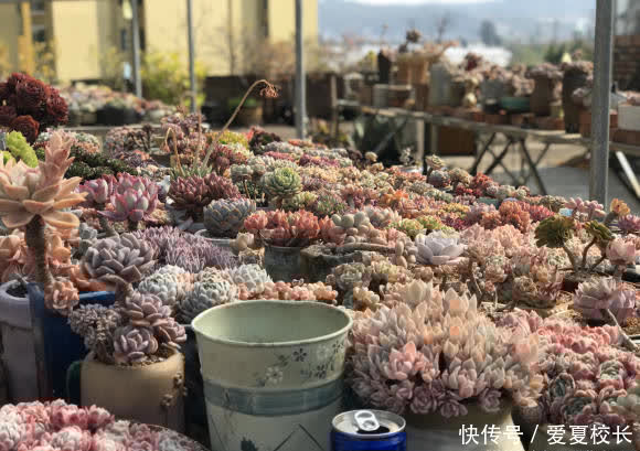 多肉|多肉养的时间久了,失去了兴致,家里还剩下这么多,该怎么处理