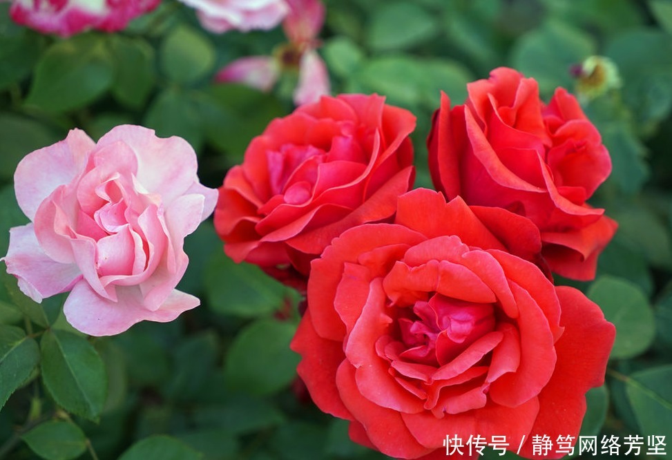 养眼|月季是花友们必养的花卉,开花大而且颜色艳丽,很是养眼