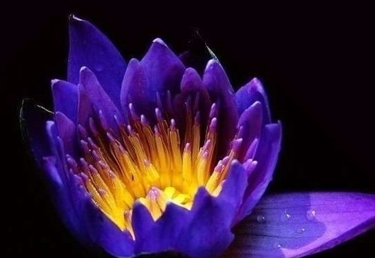 一生难得见一次的奇花，尤其是最后一种，一生只开一次花，很珍贵