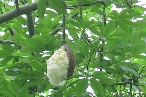 非洲人最喜欢的“水果”,吃一个顶一天,种一棵能养活一家人