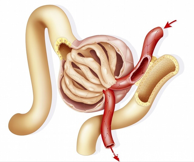 药物|治高血压有了新靶点,全球首个药物强效降压,保护心肾血管降尿酸