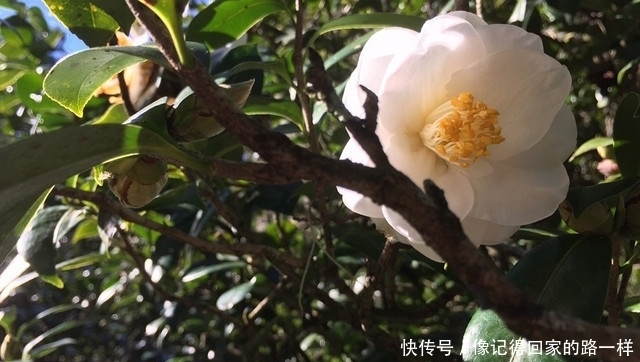 盘点白茶花的三大品种,纯白剔透!你见过么?