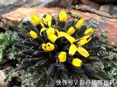 珍贵稀罕，它的价值极高，当地人称：一株要值千把块