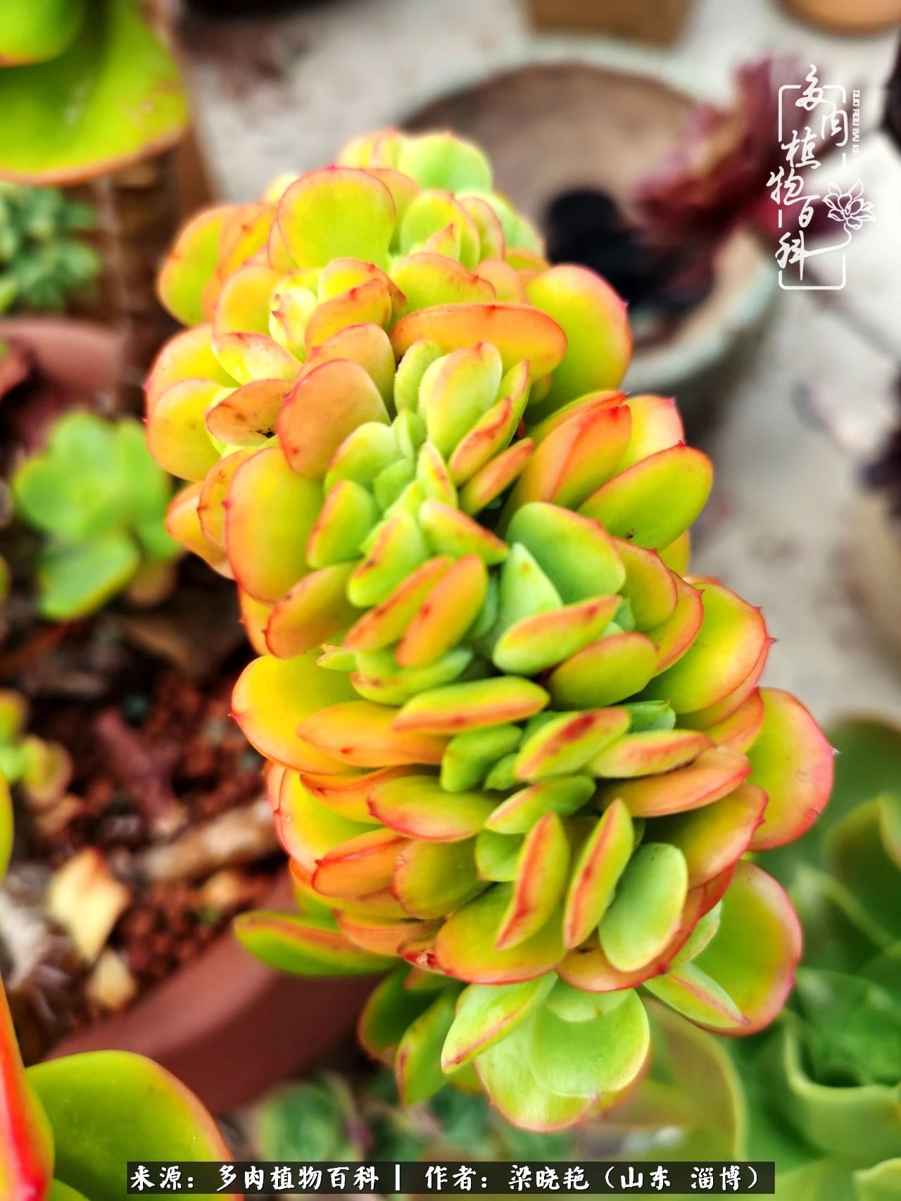 多肉植物|暑往秋来,夏天成了故事,迎来多肉最美的季节!