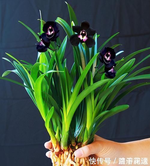 兰花新宠“黑雪姬”，花色神秘，花型妖娆，兰香扑鼻，猎奇兰首选