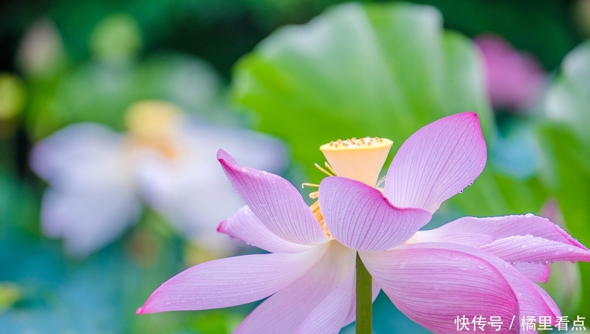 雨打芭蕉 夜色微凉 眉间相思自成伤 全网搜