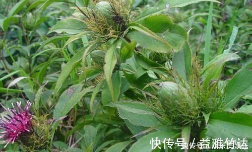 脾胃不好|脾胃不好,只用一味中药泡水喝,就能从此远离