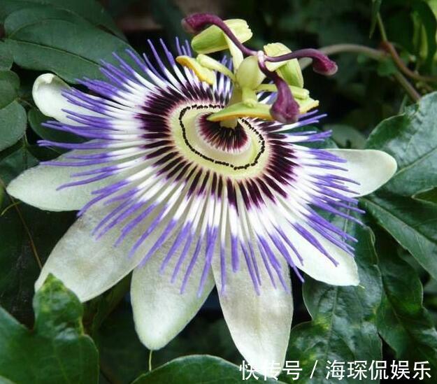 喜欢养菊花，不如养“西番莲”，花果俱美，花大而奇特，观赏性高