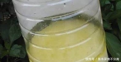 养花|这种渣子别扔掉了,发酵下用来养花,比花肥好