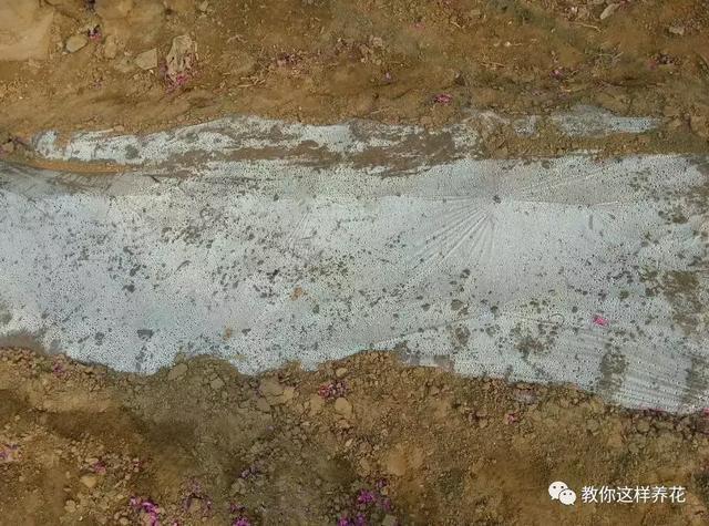 枝条|路边剪个枝,插土里就能活,种在阳台果子多到吃不完!