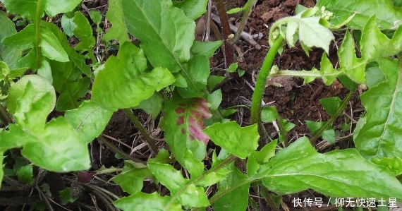 吃法|夏季挖野菜，送你64种野菜图片大全，教你认识不同的野菜和吃法！