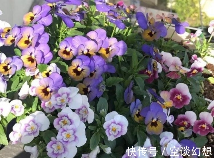 几款花卉好养易爆盆，散发清香改善睡眠质量，一觉睡到天亮