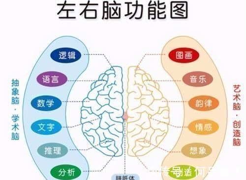 右脑|右脑发达的孩子,大多有以下特征,日后多半是学霸的“苗子”