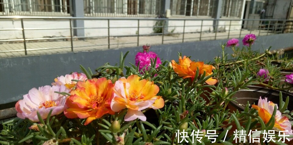 路边挖棵“太阳花”，学会2招，养一年变“老桩”，能开多色花