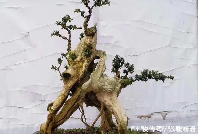 最有价值的6个树桩,做成盆景增值潜力大