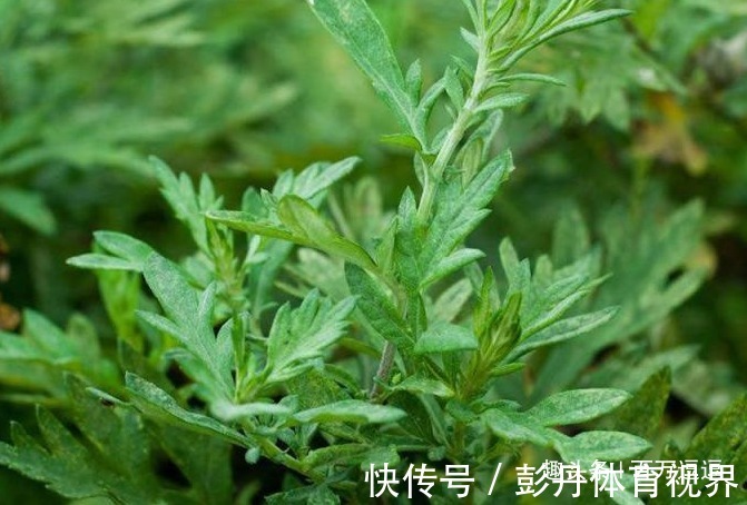 养生草|艾草是女性的“养生草”,具体到底有什么功效!越吃气色越好