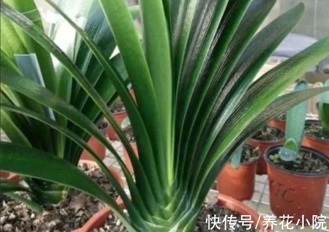 植株|养君子兰，常犯4个“错误”，难怪总是养不好