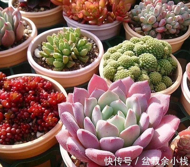 新人|提醒新人肉友:养多肉时,频繁遭遇降雨天气,可这么处理