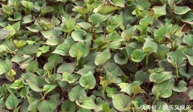 痛风|尿酸的“天敌”终于发现了,每天喝一点,尿酸减下,痛风少缠身