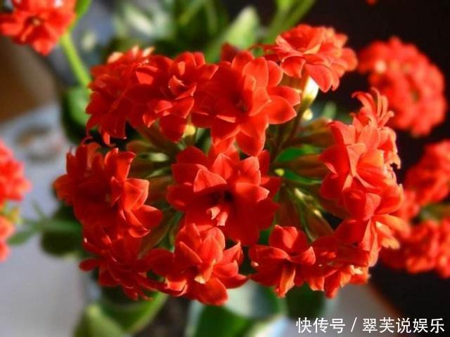 百菌清|养长寿花，遇到2种枝条“不能留”，要不全军覆弄、不开花
