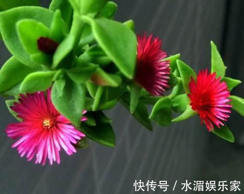 枝条|牡丹吊兰如何扦插教你3个小步骤,扦插后不仅生根快长势更旺盛
