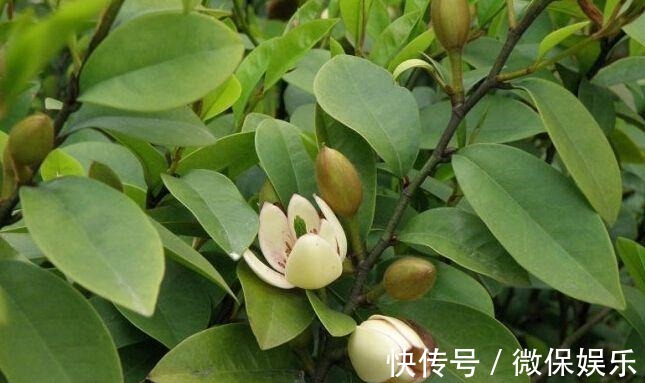 这花好奇怪,花只绽开一半,香味却散到十里外!