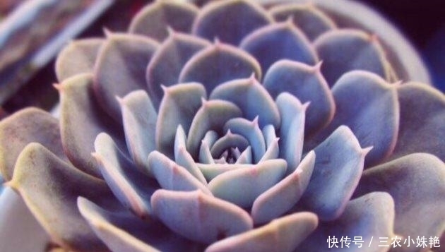 多肉植物|新买的多肉这么养, 不发软不变黄, 长得胖乎乎的