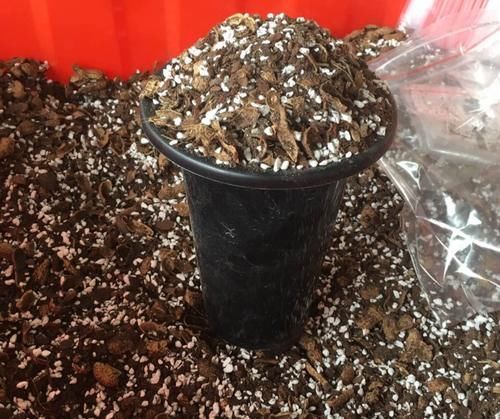 兰花植料不用买，2种软硬材料掺一起，疏松透气，兰株长得旺