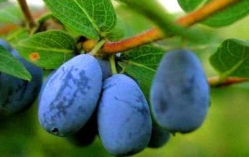 果蔬菜|超市最常见的3种食物,营养丰富、延缓衰老,好吃又不贵!