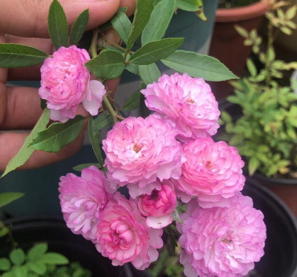 花成了光杆司令，剪一刀撒点药，很快冒新芽