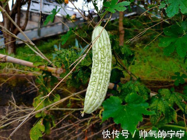 秋韵#【七绝·秋韵】清风伴我不孤行,晨起轩窗有鸟鸣