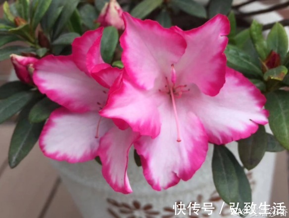 大蒜养花好处多,杀虫杀菌,花长得快、不烂根!