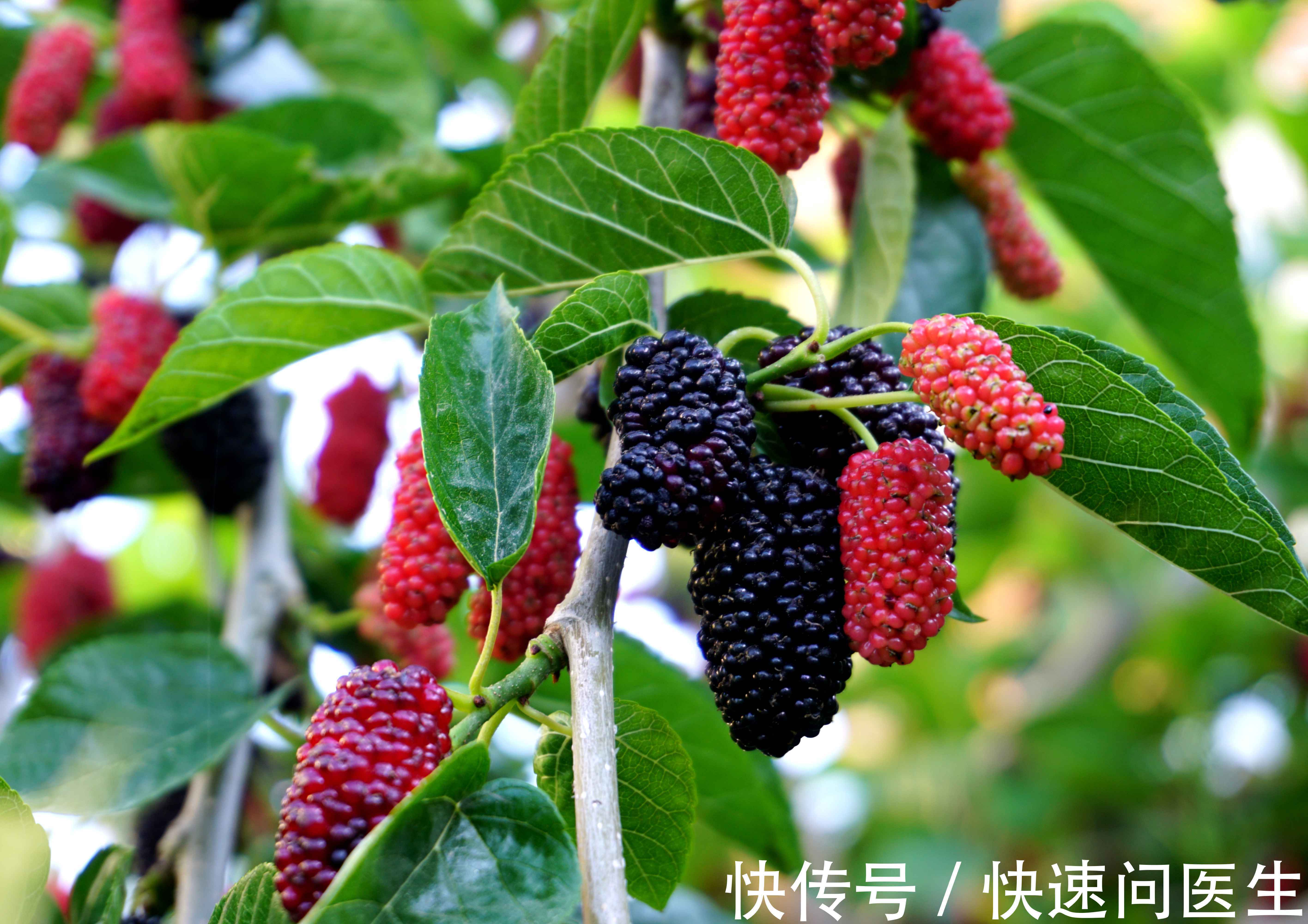 蜂蜜|长期失眠有哪些食疗方?安排5款,在医生指导下,不妨一试