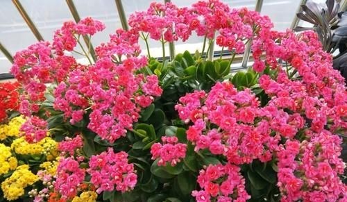 作为养花人,有机会就多收集些它们,看着不起眼却全是好东西